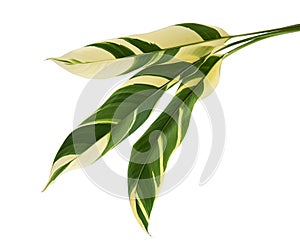 Heliconia variegated foliage, Exotic tropical leaf isolated on white background, with clipping path