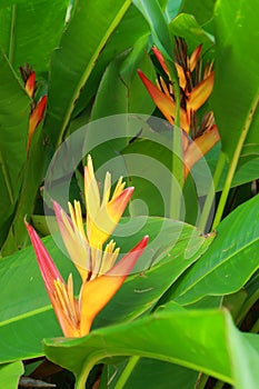 Heliconia yellow flower