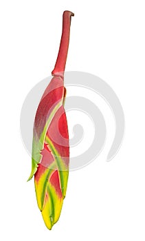 HeliconiaLobster Claw; False Bird of Paradise