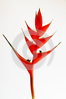 Heliconias flower on a white background