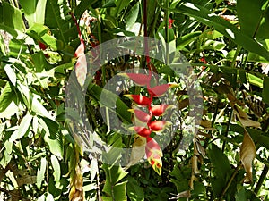 Heliconium or beak parrot, wild banana, lobster claw and false bird of paradise