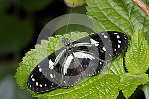 Heliconius atthis