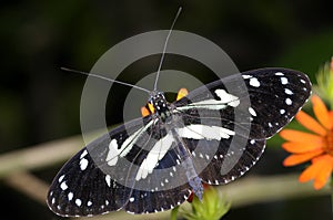 Heliconius atthis