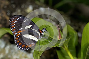 Heliconius atthis