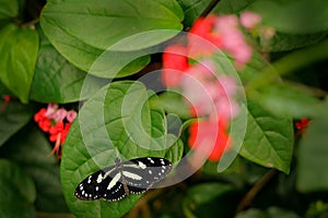 Heliconius atthis, the false zebra longwing