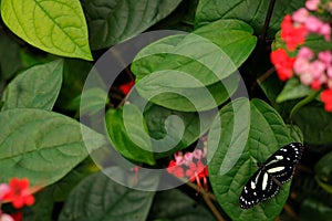 Heliconius atthis, the false zebra longwing in the nature habitat. Butterfly from Costa Rica, insect on the green leave with red