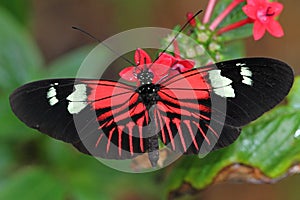 Heliconius Butterfly