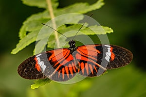 Heliconius butterfly photo