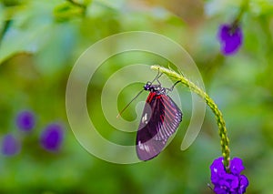 Heliconius butterfly with wings closed