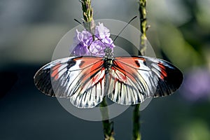 Heliconius Butterfly wings