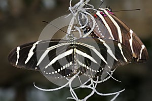 Heliconius charithonia, zebra heliconian