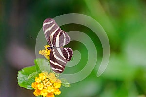 Heliconius charithonia, the zebra longwing butterfly