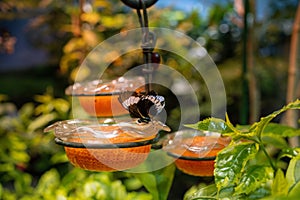 Heliconius comprise butterfly resting on a glass plate in the yard on a sunny day