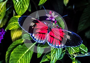 Heliconius,colorful,butterflyi in Florida