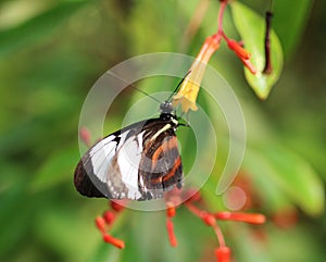 Heliconius cydno