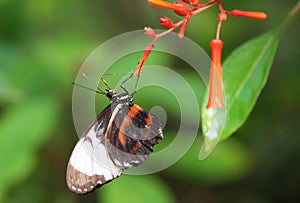 Heliconius cydno