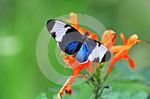 Heliconius Cydno Butterfly photo