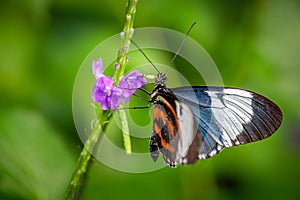 Heliconius cydno or the cydno longwing butterfly