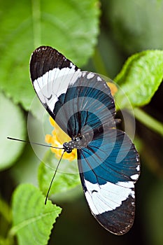 Heliconius cydno tropical butterfly