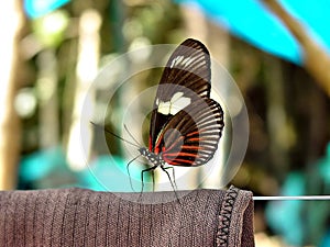 Heliconius doris. Beautiful colorful butterfly with brown and orange wings on white. Ithomiidae, Narrow-Wings