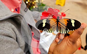Heliconius Doris butterfly