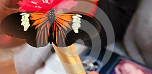 Heliconius Doris butterfly