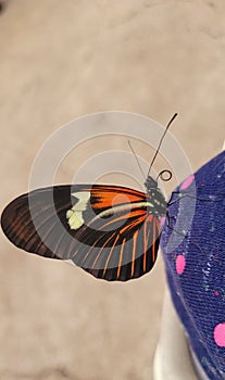 Heliconius Doris butterfly