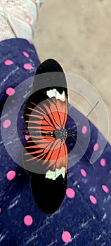 Heliconius Doris butterfly