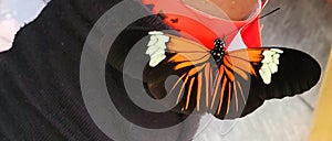 Heliconius Doris butterfly
