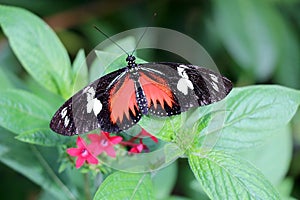 Heliconius doris Doris Longwing butterfly