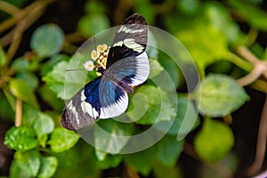 Heliconius eleuchia longwing eleuchia butterfly