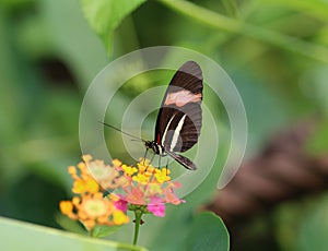 Heliconius erato