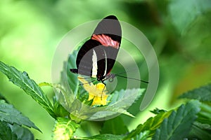 Heliconius erato butterfly, red postman on yellow tropical flower