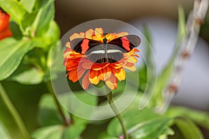 Heliconius erato cruentus butterfly, Refugio de Vida Silvestre Cano Negro, Costa Rica Wildlife photo