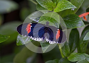 Heliconius erato cyrbia perched on a leaf in the butterfly garden of the Fort Worth Botanic Gardens.