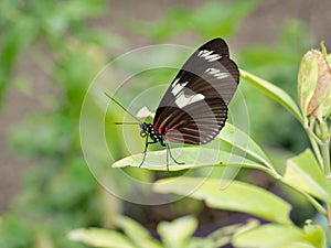 Heliconius erato notabilis. Red Postman butterfly, resting.