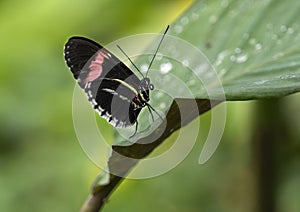 Heliconius erato perched on a leaf in the butterfly garden of the Fort Worth Botanic Gardens.