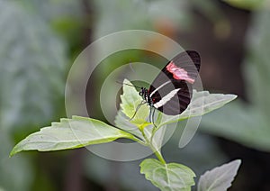 Heliconius erato petiverana perched on a leaf in the butterfly garden of the Fort Worth Botanic Gardens.