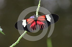 Heliconius erato or the red postman