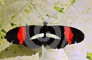 Heliconius erato, or the red postman,