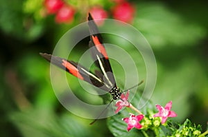 Heliconius erato_the red postman front view