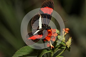 Heliconius erato