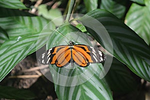 Heliconius heca lesia or five-spotted longwing- a species of butterfly of the Nymphalidae family sitting on green leaf in Costa Ri