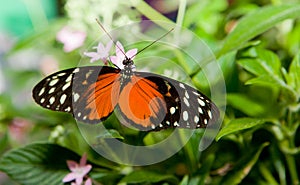 Heliconius hecale