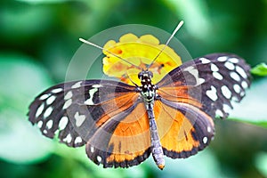 Heliconius hecale