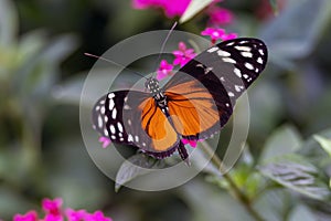 A Heliconius hecale with beautiful orange wings drinks the nectar from small flowers in a butterfly garden