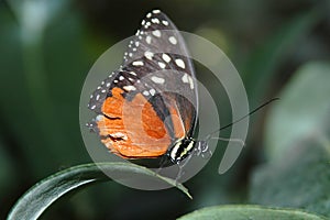Heliconius hecale on leaf
