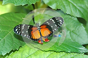 Heliconius hecale on leaves