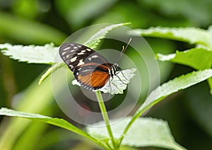 Heliconius hecale perched on a leaf in the butterfly garden of the Fort Worth Botanic Gardens.