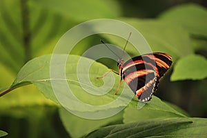 Heliconius hecale, the tiger longwing sitting on green leaves